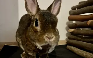 Pomoc pro králíčka, život zachrání operace čelisti