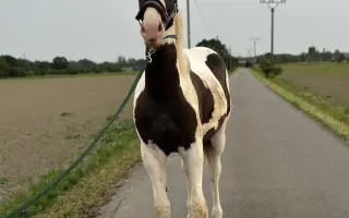 Záchrana zraku dvouletého koně Merlina