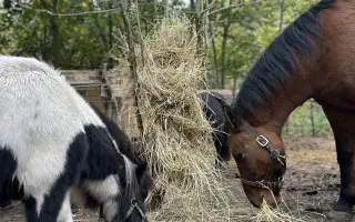 Krmení a seno pro zachráněná zvířata