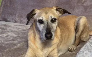 Aby tu s námi Caramelka byla déle💛🧡🤎