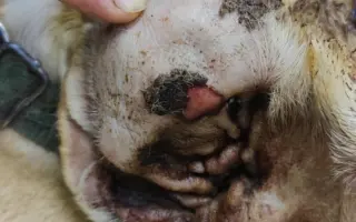 Veterinární pomoc naším svěřencům