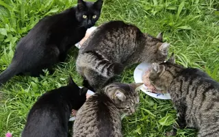 BOJ O PŘEŽITÍ (aneb záchrana kočiček bez domova)