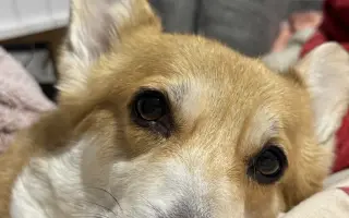 Srdce pro Ginu ❤️🦊