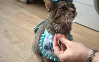 Kaito a jeho boj s FIP a infekcí dýchacích cest