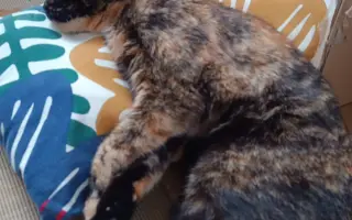 Kočička Firdous sní o dni kdy si bude moct znovu hrát