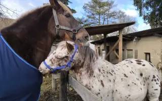 Pomozme zachovat Dvůr poslední šance