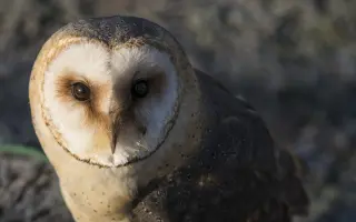 Návrat sovy pálené do české krajiny IV.