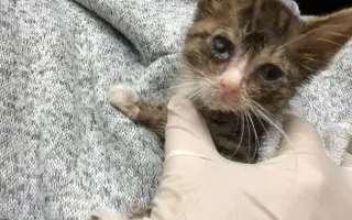 Veterinární péče a krmivo pro svěřence v útulku