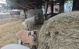 Pomozte nám naplnit jesle zachráněným ovcím a kozám z Farmy Kapsa