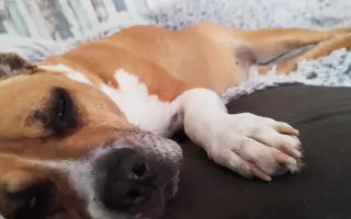 Dvě kolena pro Domma: pomoc na operaci