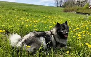 Skok pro dlouhý život Jadzi 🐺