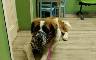 Beethoven, kamarád do deště - pomoc pro mladou bernardýnku