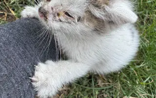 Pomozme pejskům a kočičkám se startem do lepšího života