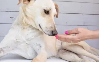 Pomozte opuštěným a týraným psům domů 🩷 LookingForPets