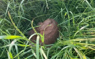 Zachraňme srnčata a zraněná zvířata na Strakonicku – potřebujeme dron