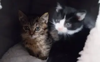 Zvířata na šumpersku potřebují Vaši pomoc