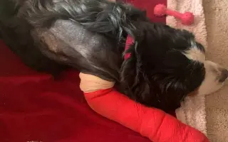 Brdy ji schovaly, lidé ji našli - pomozme fence Týnce uzdravit tlapku 🐾