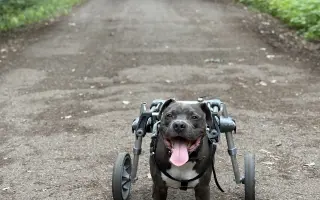 Dobbyho invalidní vozíček a rehabilitace
