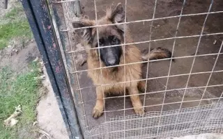 Pomozte zachránit Psí domov spolku Zastavme Utrpení.