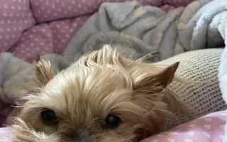 Pomozte Kessynce znovu se postavit na všechny čtyři 🐾