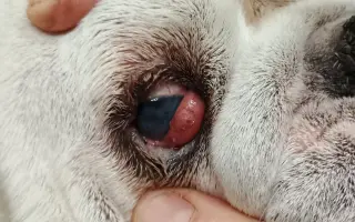 Záchrana pro Stelu – operace nádoru a oka