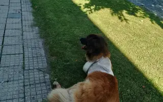 Nová tlapka pro Chucka