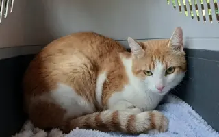 Slunce pro zachráněné kočičky - pergola se zázemím