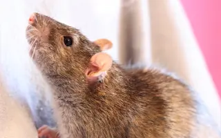 Bude zvířecí útulek Destiny Pet naplno fungovat i v roce 2026?