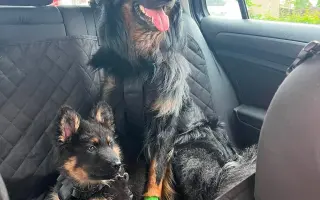 Pomožte Rockymu zpátky běhat