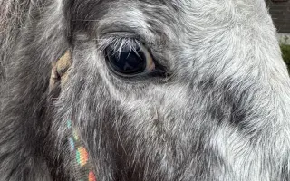 Pomoc pro opuštěná zvířátka - Kastrace, veterina, krmeni, kočkolit