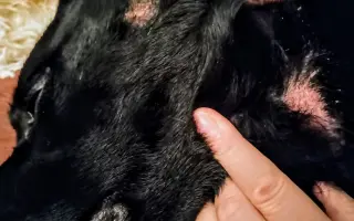 Pomohli jste Kukimu a jeho paničce nadále bojovat