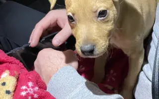 Pomozte naší Belle s akutním selháváním jater, budeme vděční za každou pomoc
