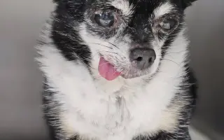 ROMINKA – malá čivavka s velkým srdcem ❤️❤️❤️