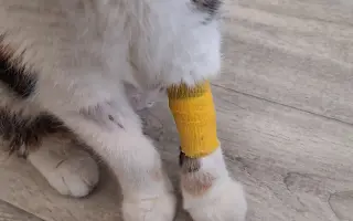 9 nalezených Lásek