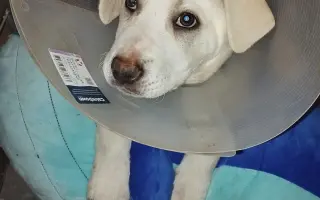 Pomoc pro bojovníčka Ferdu