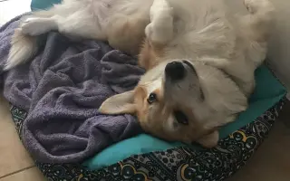 Srdce pro Ginu ❤️🦊