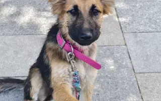 Pomozte opuštěným a týraným psům domů 🩷 LookingForPets