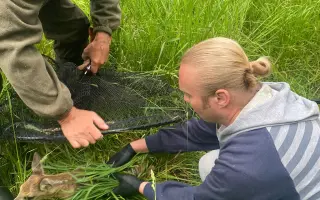 Záchrana srnčat při senoseči Nová Paka a okolí
