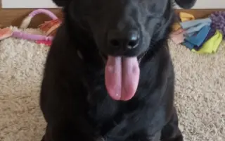 Sárinka bojuje o život se zákeřnou nemocí, prosím o pomoc🙏🐶❤️