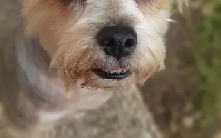 Pomoc Yorkšírkovi Maye