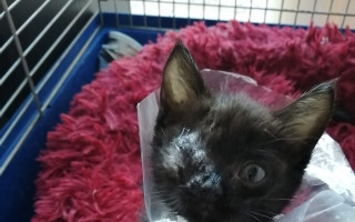 Operaci očička pro koťátko