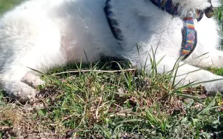 Šťastnější dny pro Miu