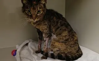 Pomoc s úhradou veterinárních nákladů 🙏