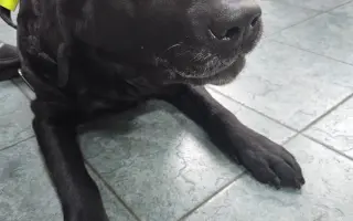 Lucky ještě jednou prosí o pomoc - operace nohy a rehabilitace