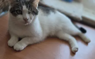 Staňte se nadějí pro kočičky bez domova