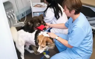 POMOC PRO FOXÍČKA, ASPENA A TAFFY-JACKA