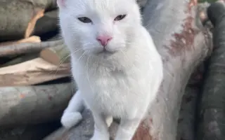 Pomohli jste Eliotkovi v boji s FIP