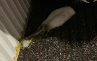 Malý Bubu bojuje s panleukopenií