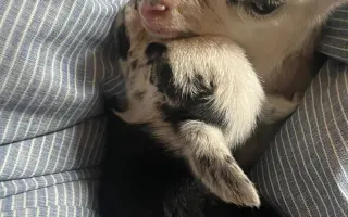 Dejte druhou šanci pro ovčí stádo