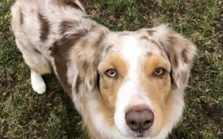 Veterinární vyšetření a léčba pro Matyldu